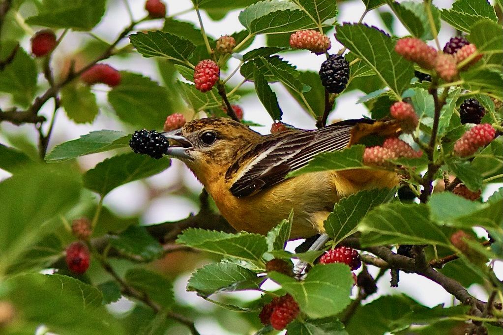 Female Baltimore Oriole eating a mulberry by hmclin is licensed under CC BY-NC-ND 2.0Baltimore Oriole at mulberry